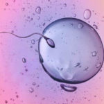 in-vitro-fertilisation-ivf