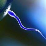 single-sperm-penetrates-egg1