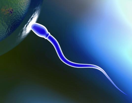 DNA του σπέρματος